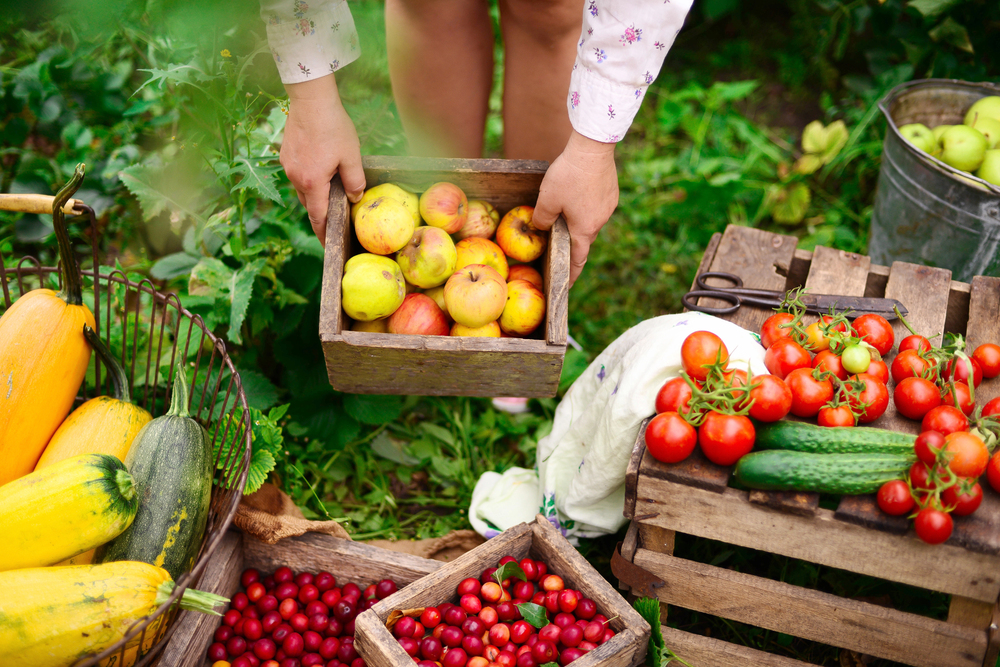 Alimentazione sostenibile: comportamenti da adottare per un futuro più ecologico