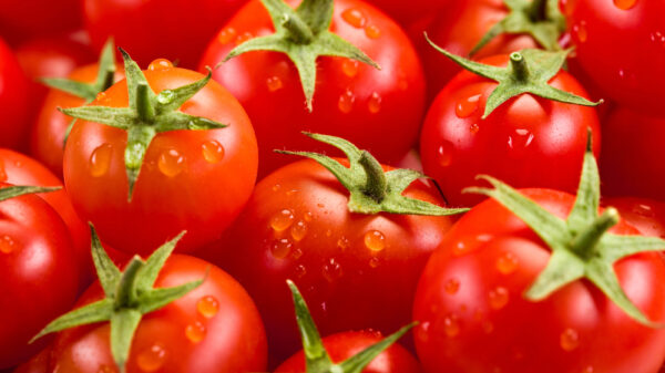 Pomodoro: il superfood rosso ricco di benefici