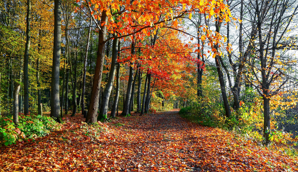 Foliage d'autunno: i benefici di camminare in mezzo alla natura in questa stagione