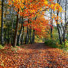 Foliage d'autunno: i benefici di camminare in mezzo alla natura in questa stagione