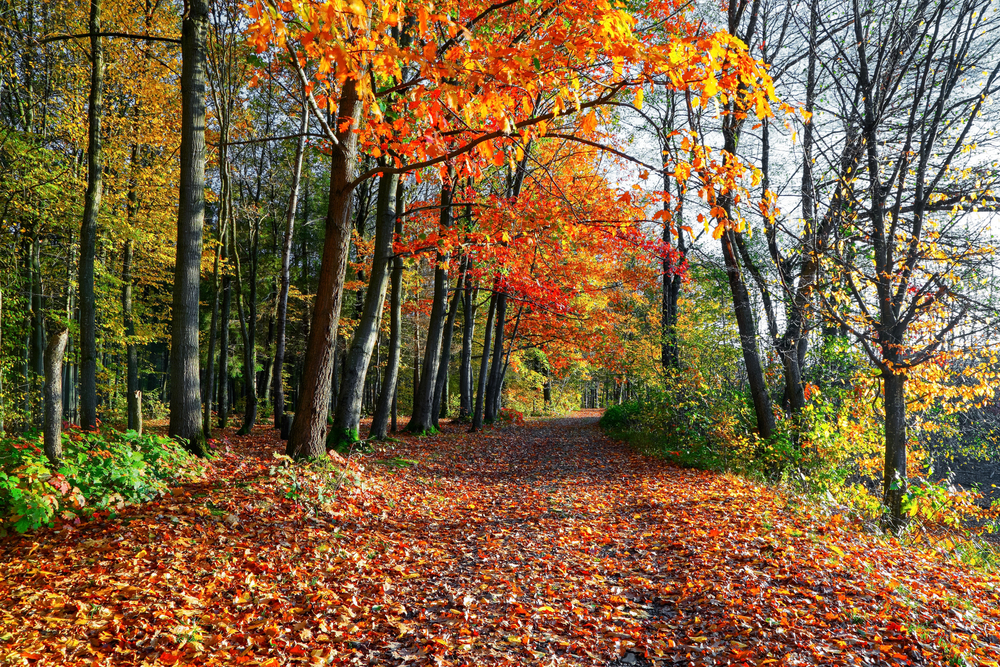 Foliage d'autunno: i benefici di camminare in mezzo alla natura in questa stagione